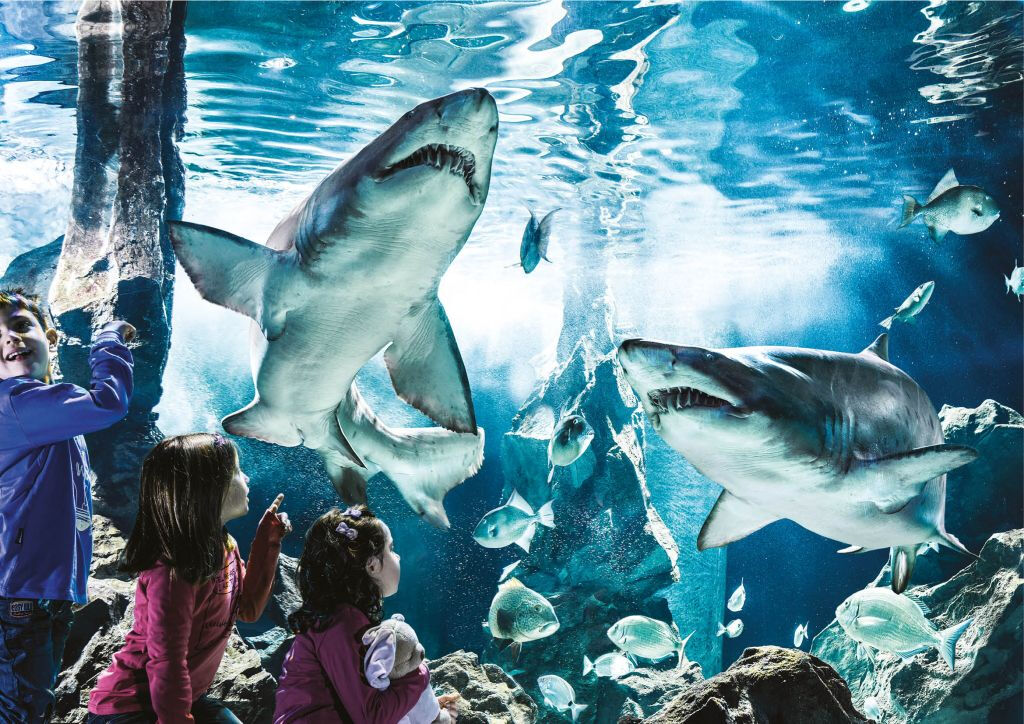 Acquario di Cattolica: Biglietto Fast Track