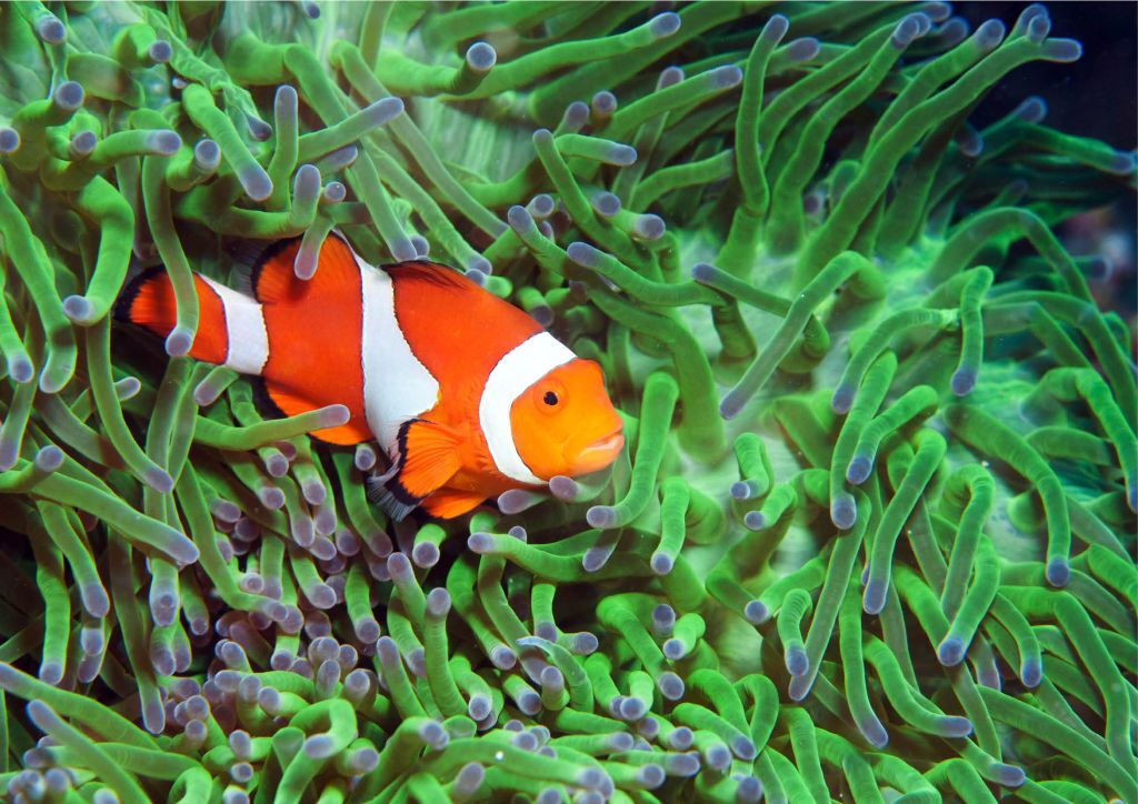 Acquario di Cattolica: Biglietto Fast Track