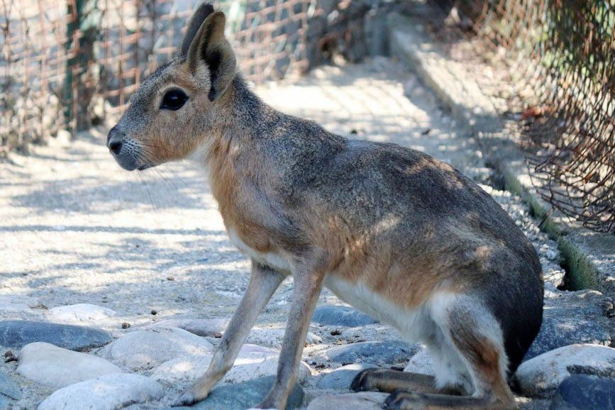 Oasi degli animali