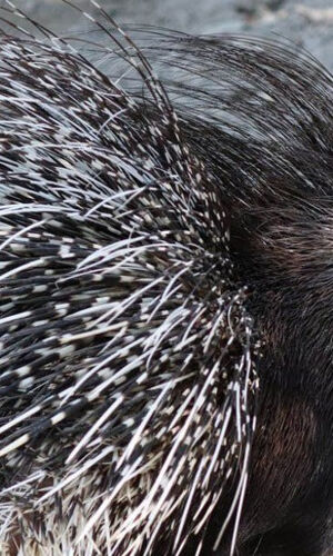 Oasi degli animali