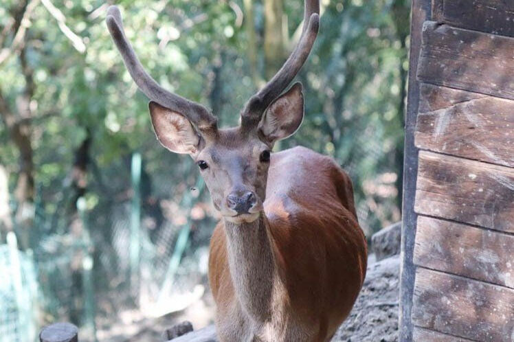 Oasi degli animali