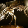 Museo de Historia Natural (Museo di Storia Naturale): Entrada