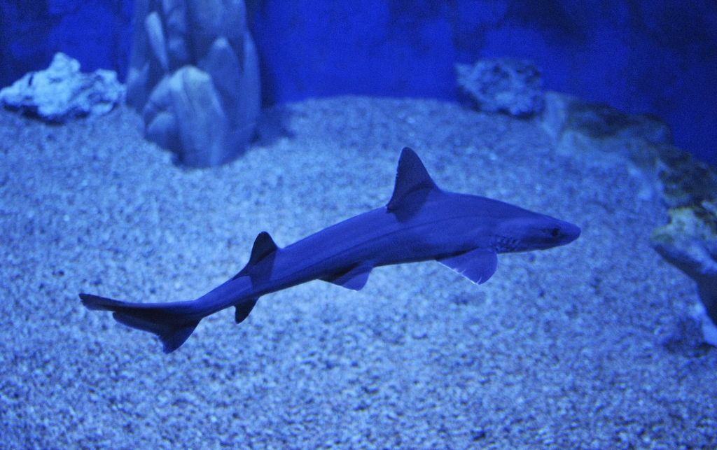 Acquario di Cala Gonone: Biglietto d'ingresso
