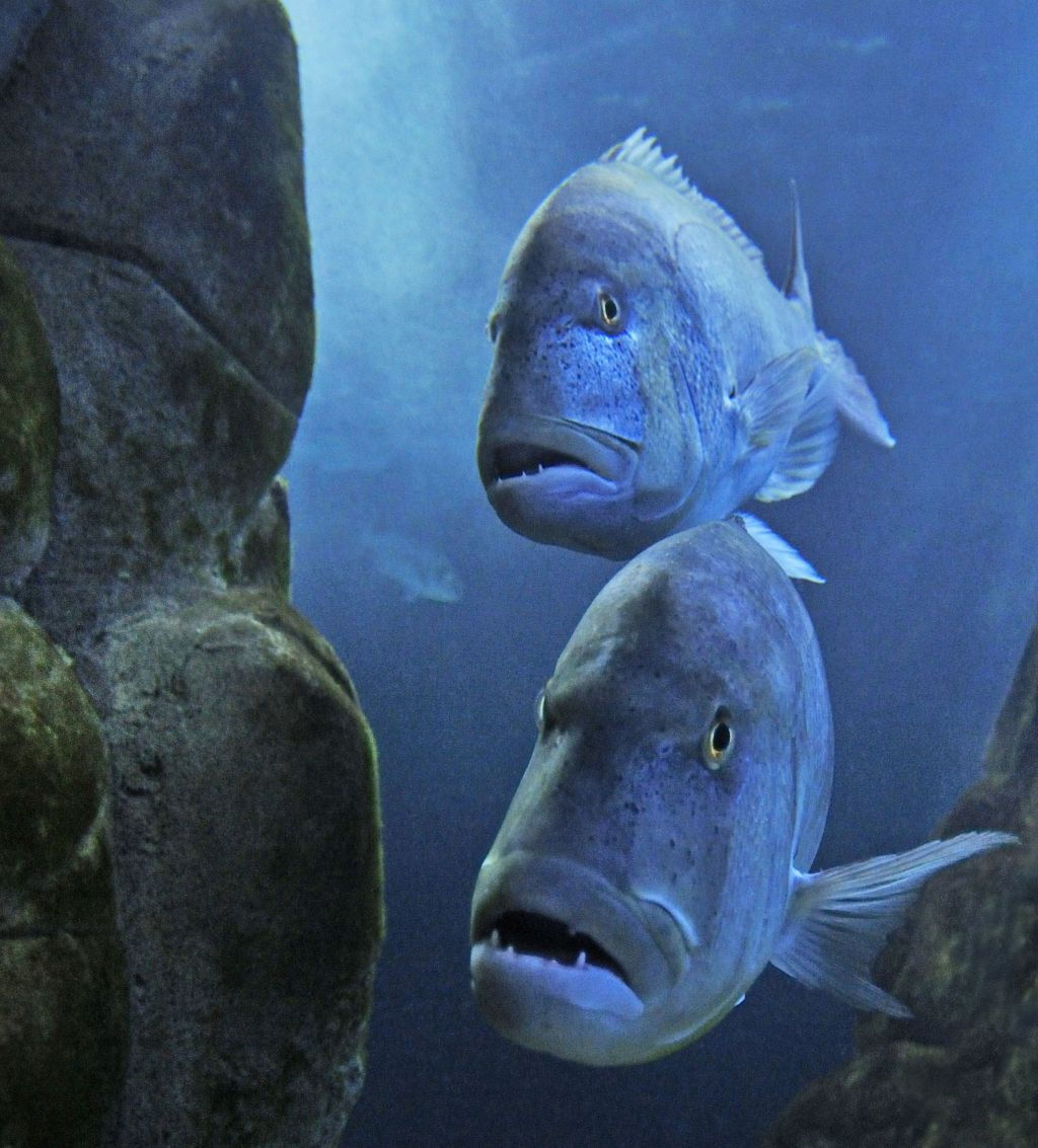 Acquario di Cala Gonone: Biglietto d'ingresso