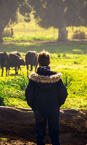 Visit to the Livestock of Toros Bravos in Madrid