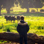 Visit to the Livestock of Toros Bravos in Madrid
