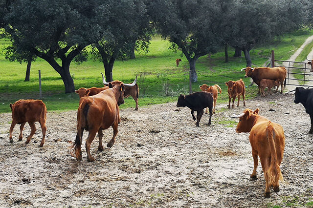Visita al Bestiame di Toros Bravos a Madrid