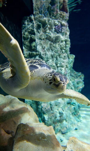 Acquario di Livorno: Biglietto d'ingresso