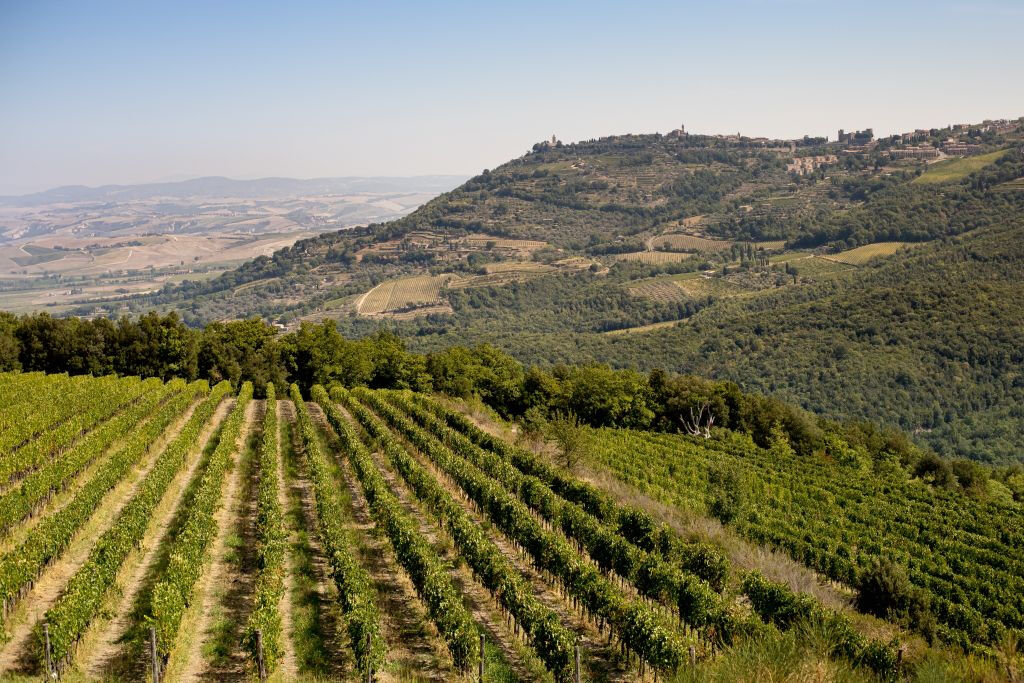 Azienda vinicola Corte Pavone
