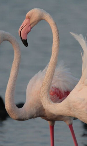 Passeggiata nell'Oasi WWF della Laguna di Orbetello