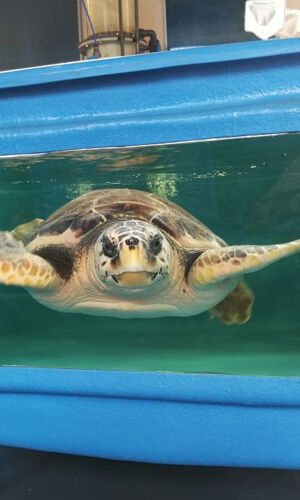 Turtle Point: Biglietto d'ingresso