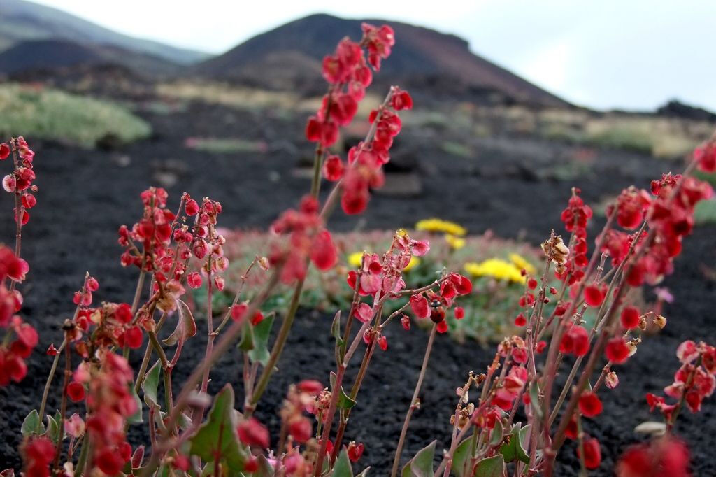 Mount Etna: Excursion from Catania
