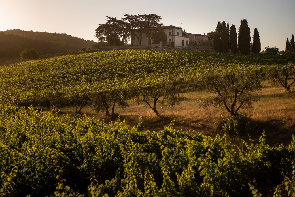 Siena: VIP Wine, Oil and Food Tasting at Tuscany Vineyard