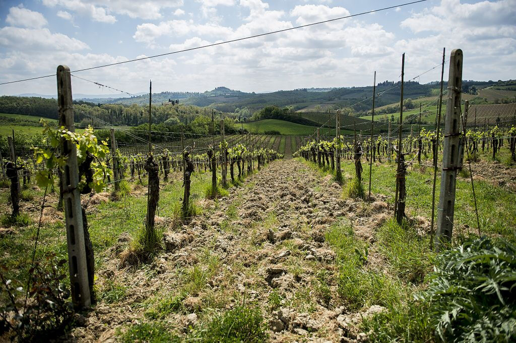 Pisa, San Gimignano e Siena: Gita di un giorno da Firenze + Tour della città di Siena + Pranzo