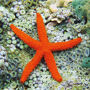 Acuario de Cattolica: Entrada + Comida