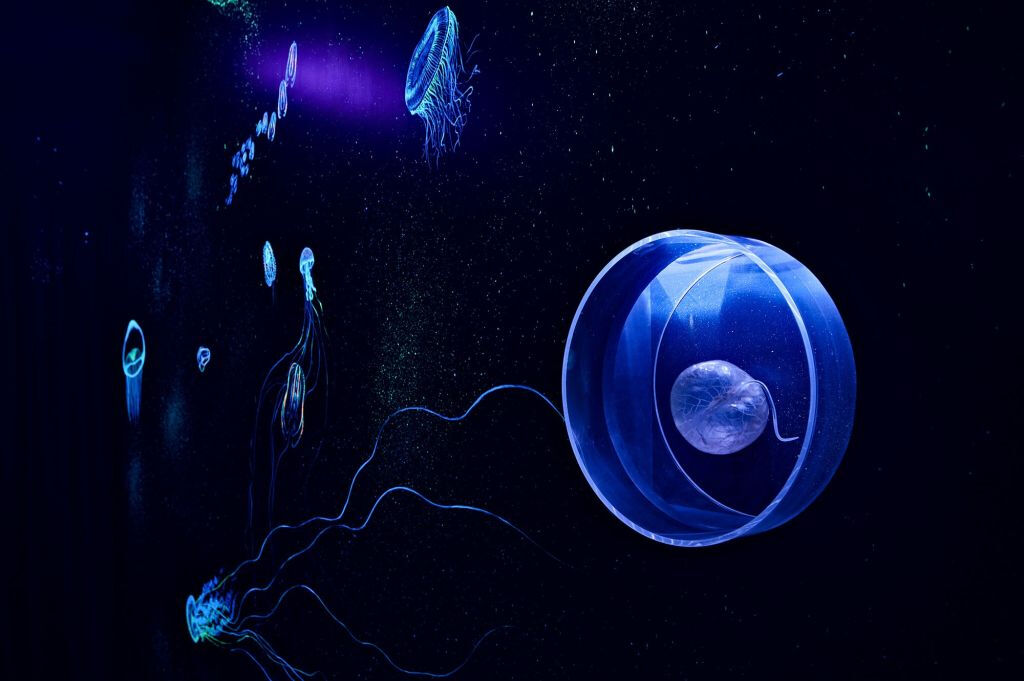 Trieste: Biodiversitario Marino (BioMa)