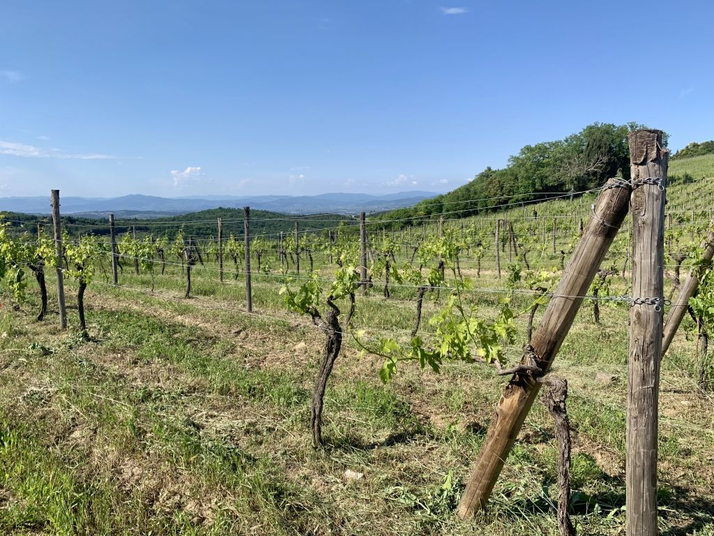 Collines du Chianti : Expérience viticole au départ de Florence