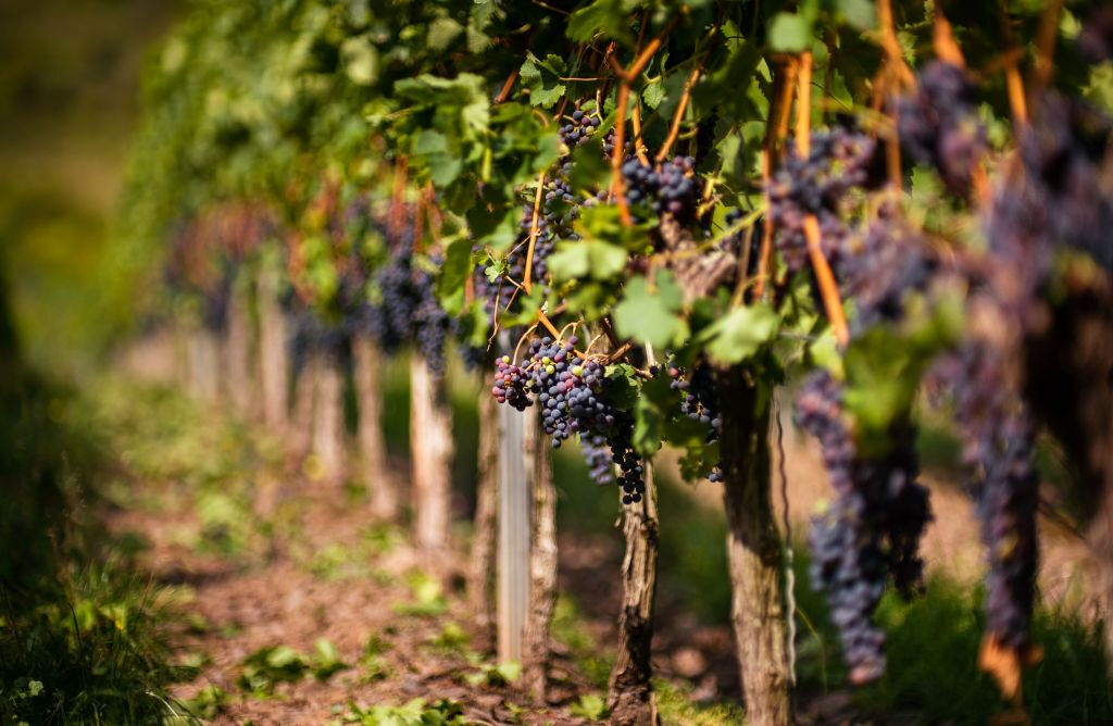 Colinas del Chianti: Experiencia vinícola desde Florencia