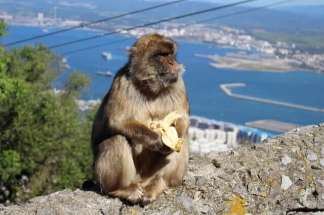 Visite guidée de Gibraltar avec visite du rocher depuis Séville 