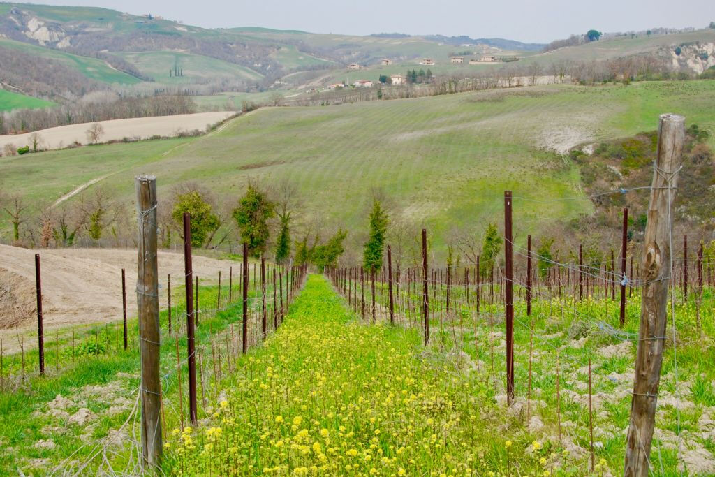 Tuscan Countryside: Day Trip from Rome with Lunch