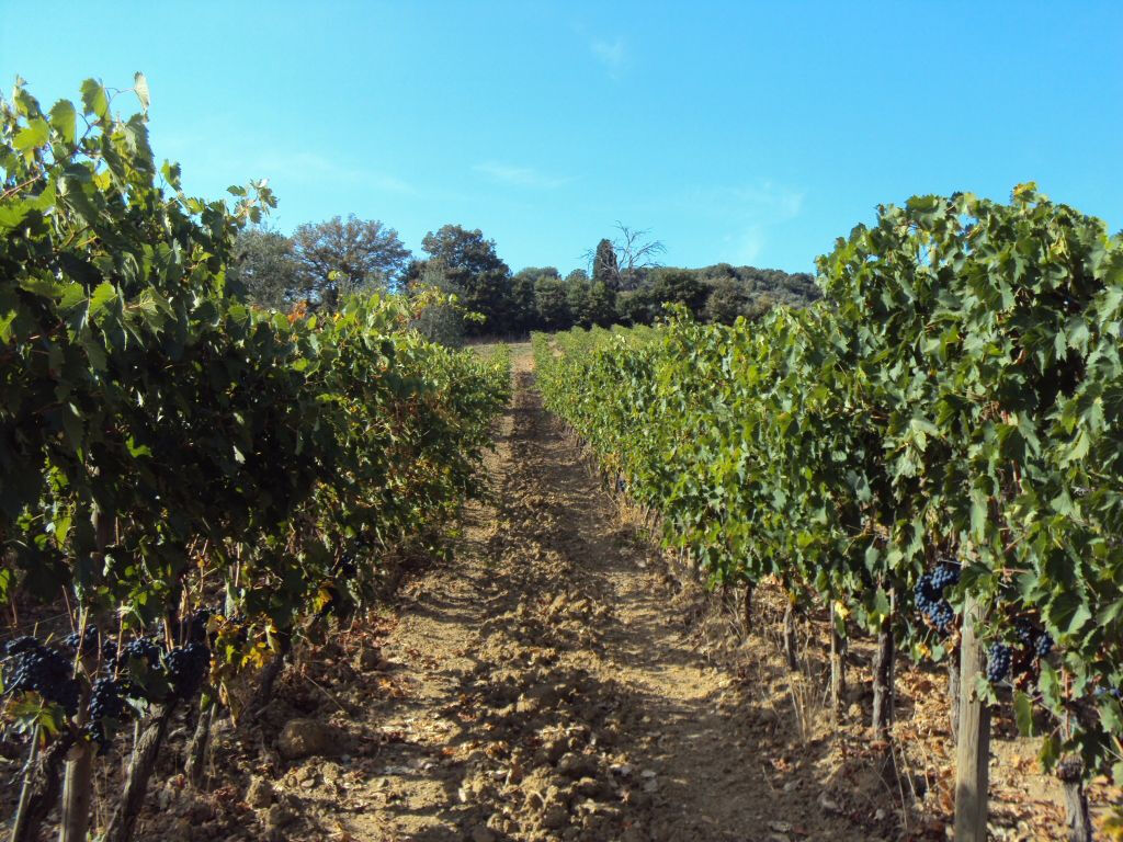 Tuscan Countryside: Day Trip from Rome with Lunch