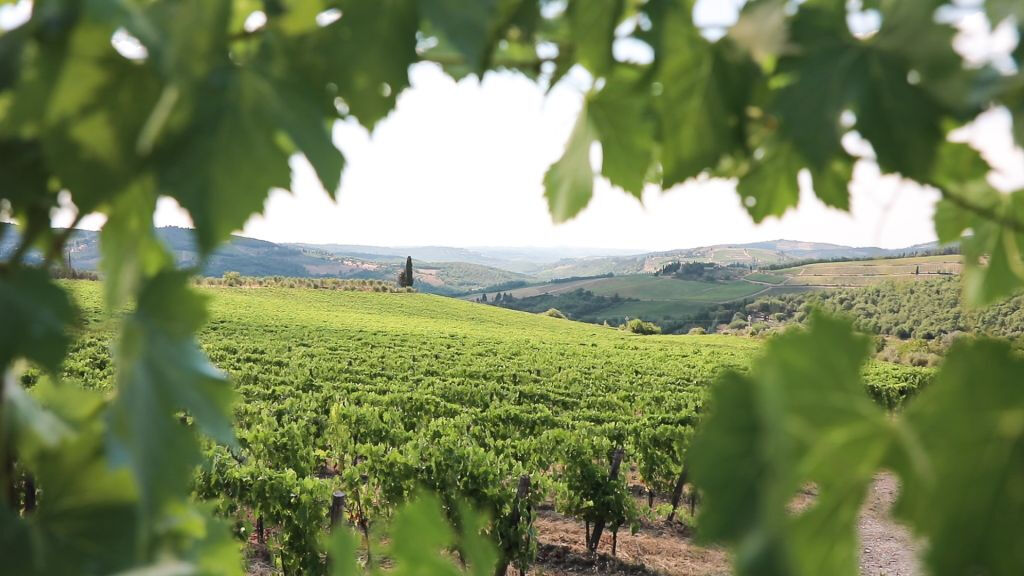 Região de Chianti: Viagem de um dia saindo de Florença + Passeio pelos vinhedos