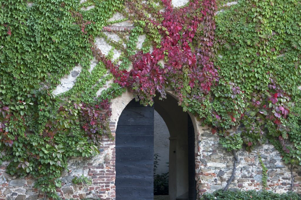 Castello della Manta: Entrada