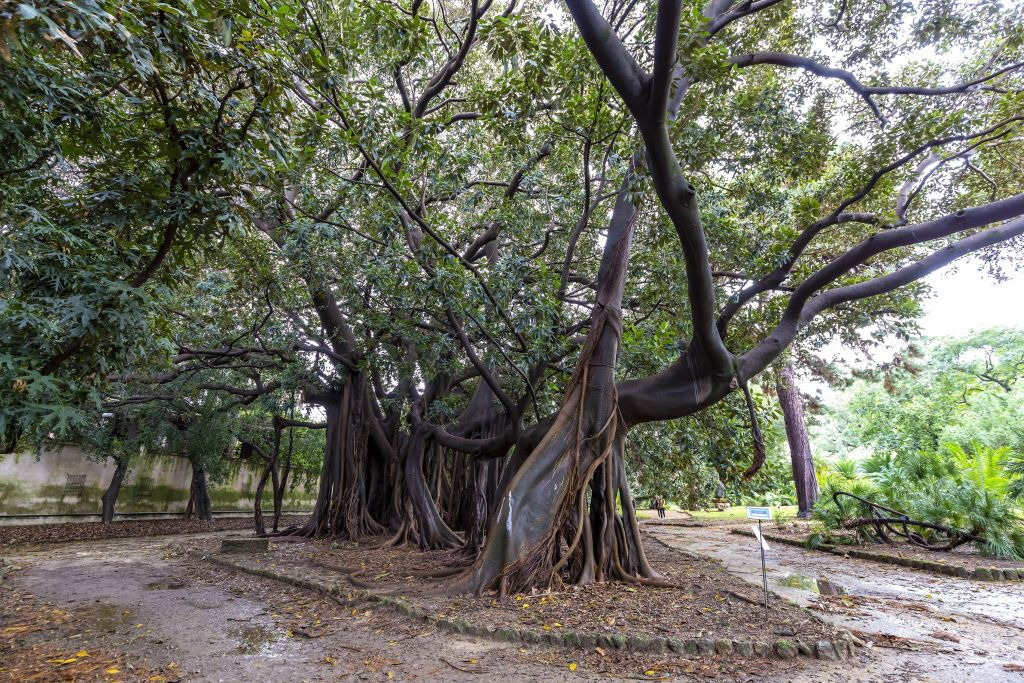 Palermo Botanical Garden: Entry + PemCards Postcard