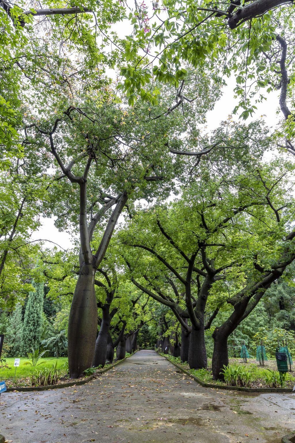 Palermo Botanical Garden: Entry + PemCards Postcard