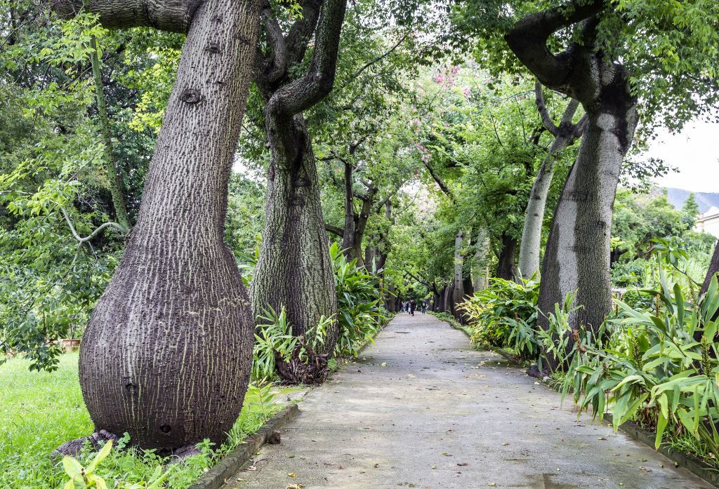 Palermo Botanical Garden: Entry + PemCards Postcard