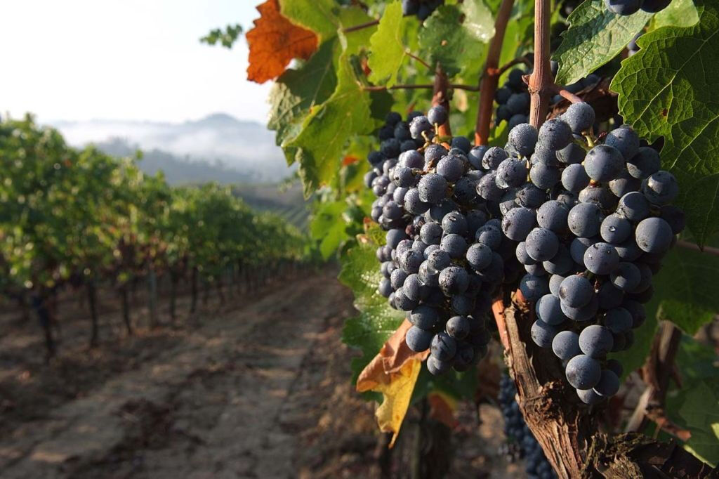 Chianti Safari: Tour do vinho da Toscana fora da estrada a partir de Florença