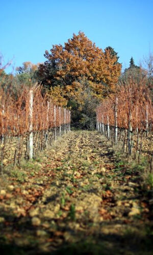 Safari nel Chianti: Tour del vino in Toscana in fuoristrada da Firenze