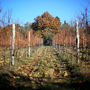 Safari nel Chianti: Tour del vino in Toscana in fuoristrada da Firenze