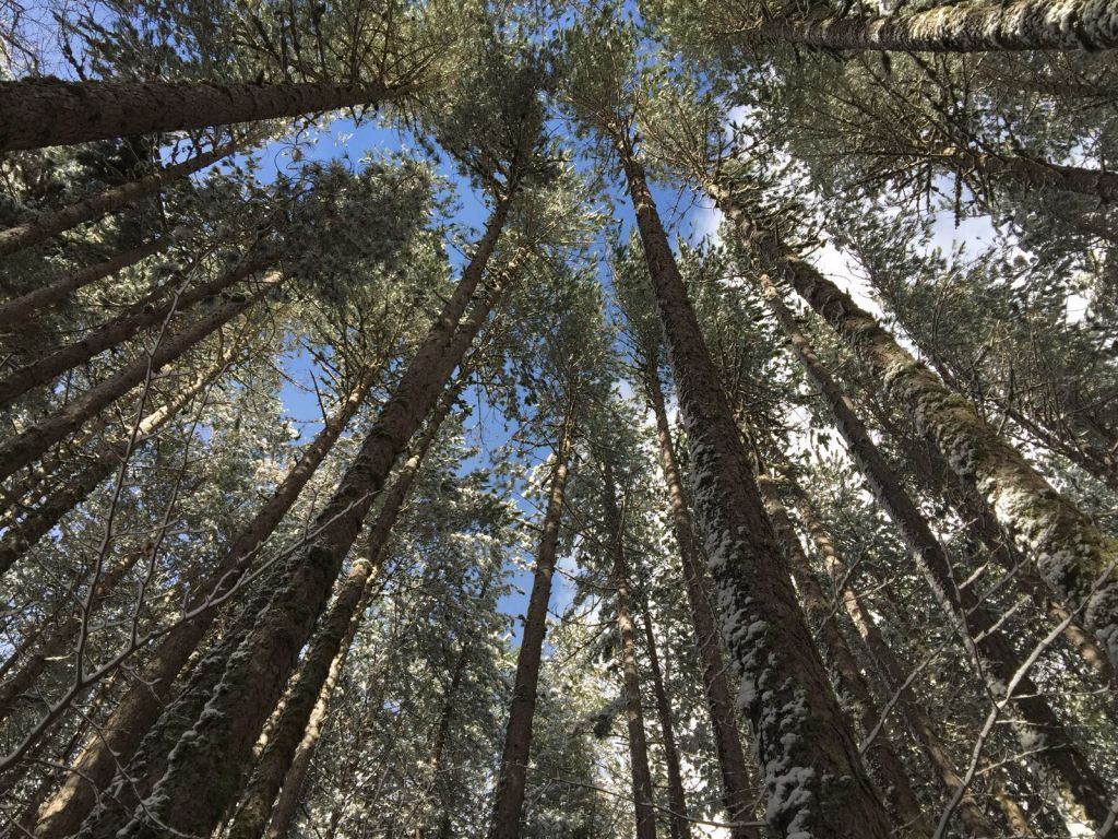 The Giants of Sila
