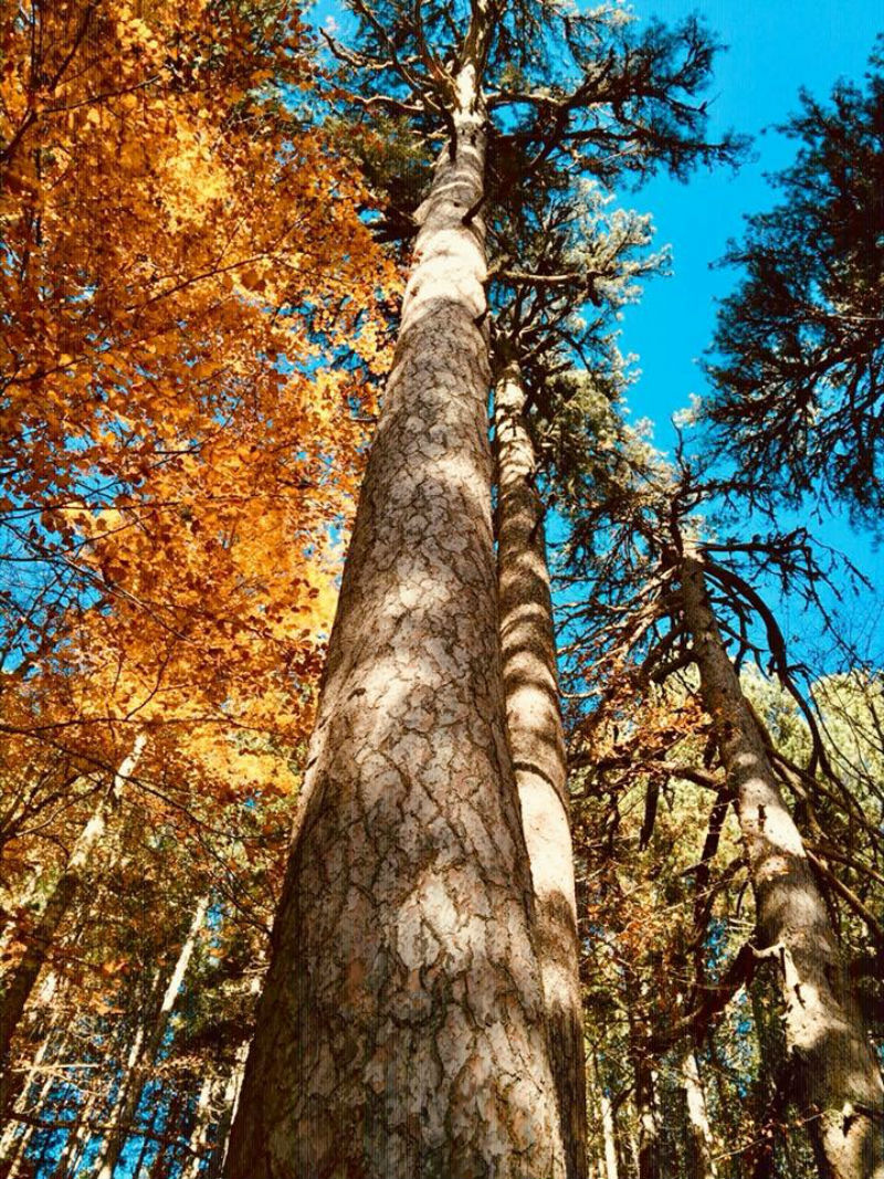 The Giants of Sila