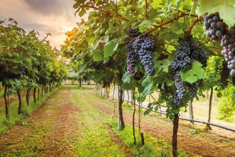 Chianti: excursão às vinícolas com degustações e passeio de um dia à tarde saindo de Florença