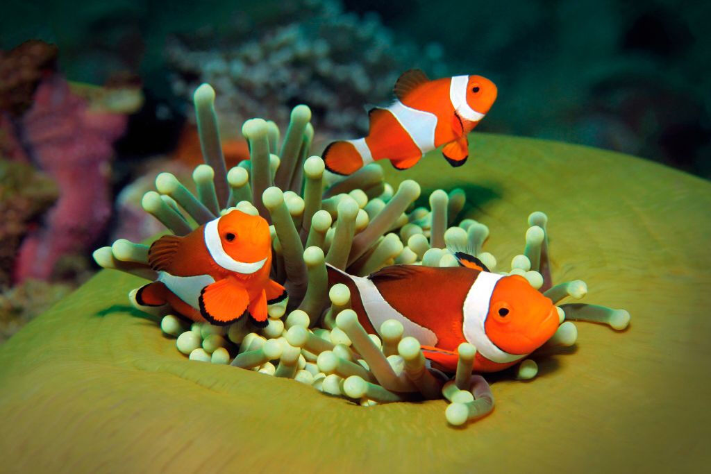 Palma Aquarium 