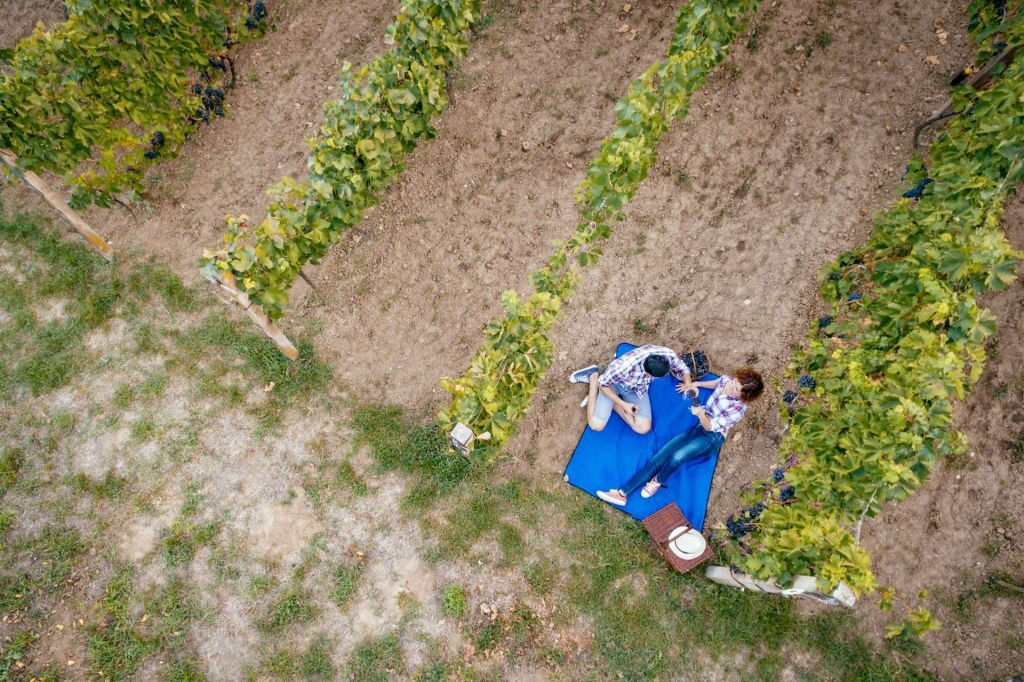 Vinhedo de Montelpulciano: Degustação de vinhos + piquenique