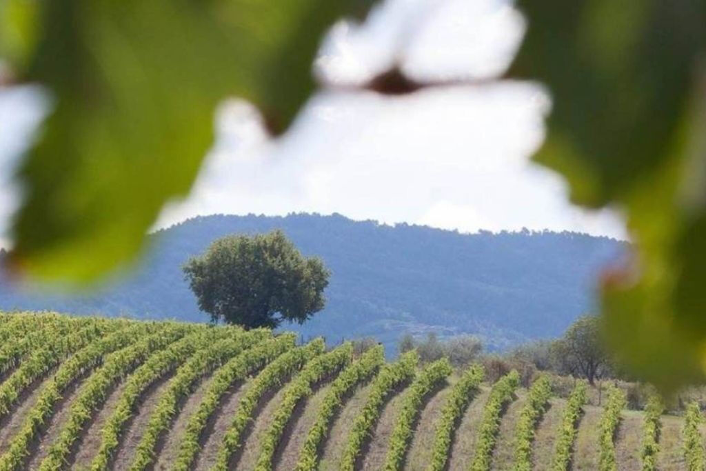 Chianti e castelos: Viagem de um dia saindo de San Gimignano + degustação de vinhos