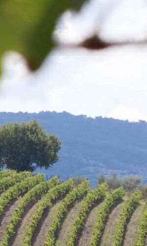 Chianti e Castelli: Gita di un giorno da San Gimignano + degustazione di vini