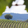 Chianti e castelos: Viagem de um dia saindo de San Gimignano + degustação de vinhos