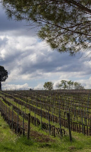 Visita guidata della cantina e degustazione privata a Montefalco