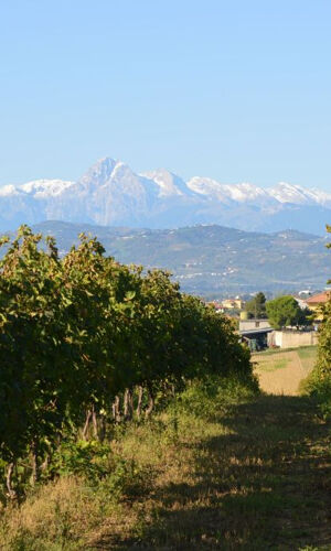 Tour delle cantine storiche d'Abruzzo e degustazione