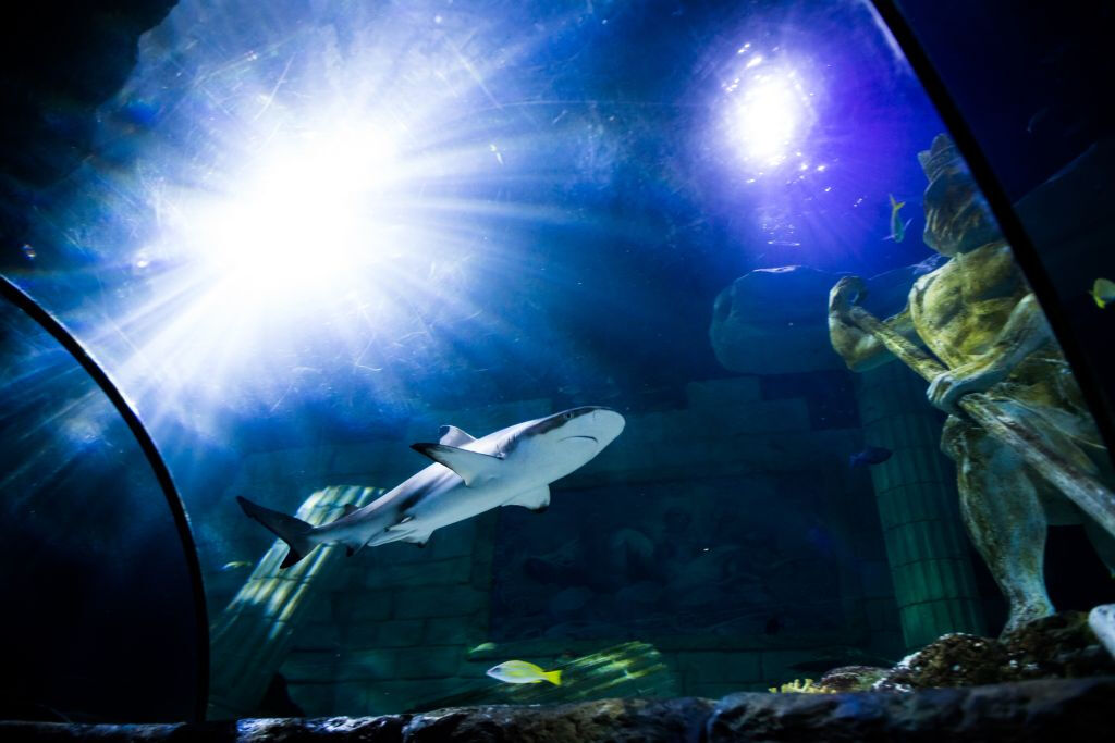 SEA LIFE Porto