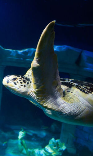 SEA LIFE Porto