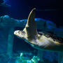 SEA LIFE Porto: Entry Ticket