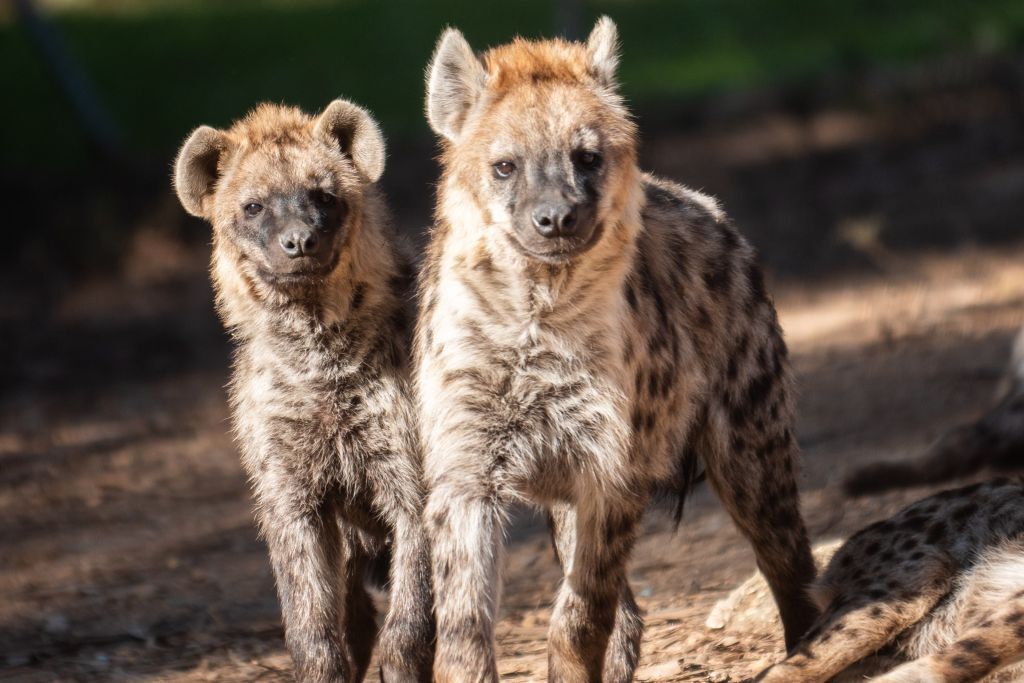 Zoo Santo Inácio: Skip The Line Ticket