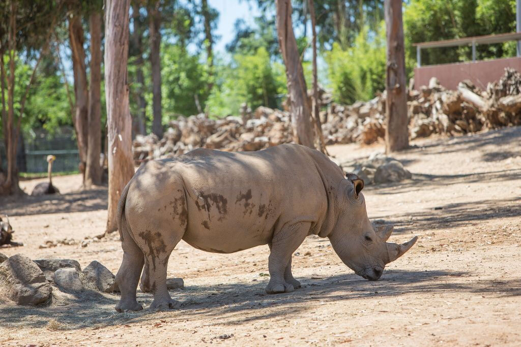 Zoo Santo Inácio: Skip The Line Ticket