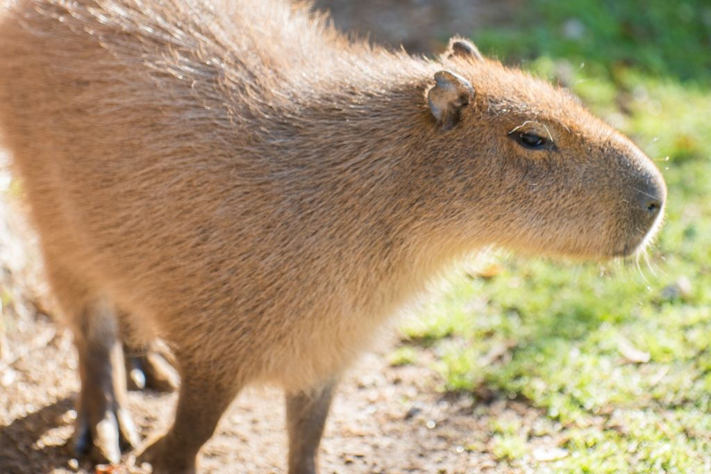 Zoo Santo Inácio: Skip The Line Ticket