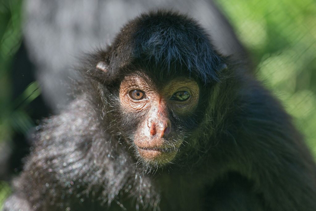 Zoo Santo Inácio: Skip The Line Ticket